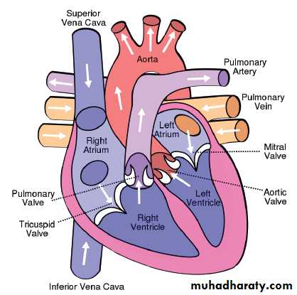 The Cardiovascular System