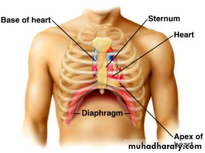 The Cardiovascular System