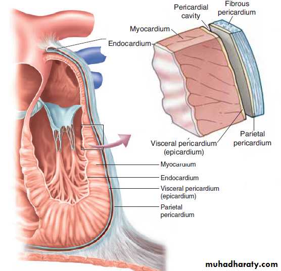 The Cardiovascular System