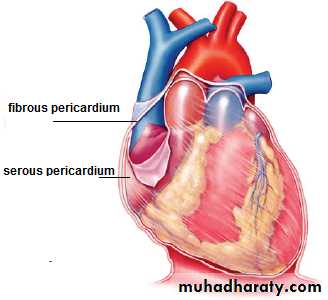 The Cardiovascular System