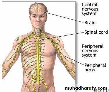 Introduction to Neuroanatomy