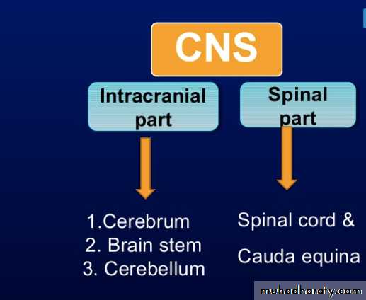 Introduction to Neuroanatomy