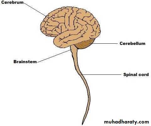 Introduction to Neuroanatomy