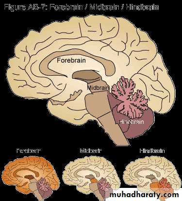 Introduction to Neuroanatomy