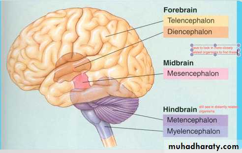 Introduction to Neuroanatomy