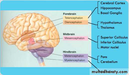 Introduction to Neuroanatomy