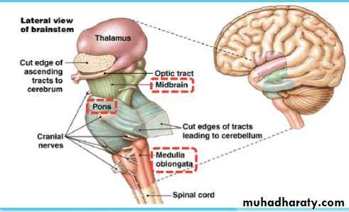 Introduction to Neuroanatomy