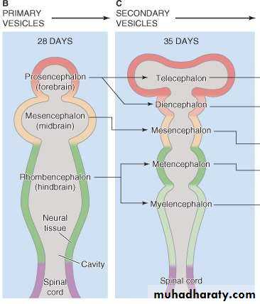 Introduction to Neuroanatomy