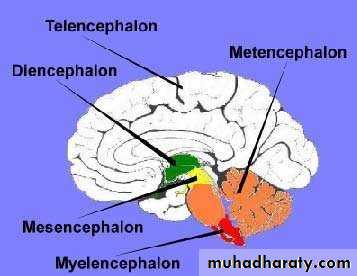 Introduction to Neuroanatomy
