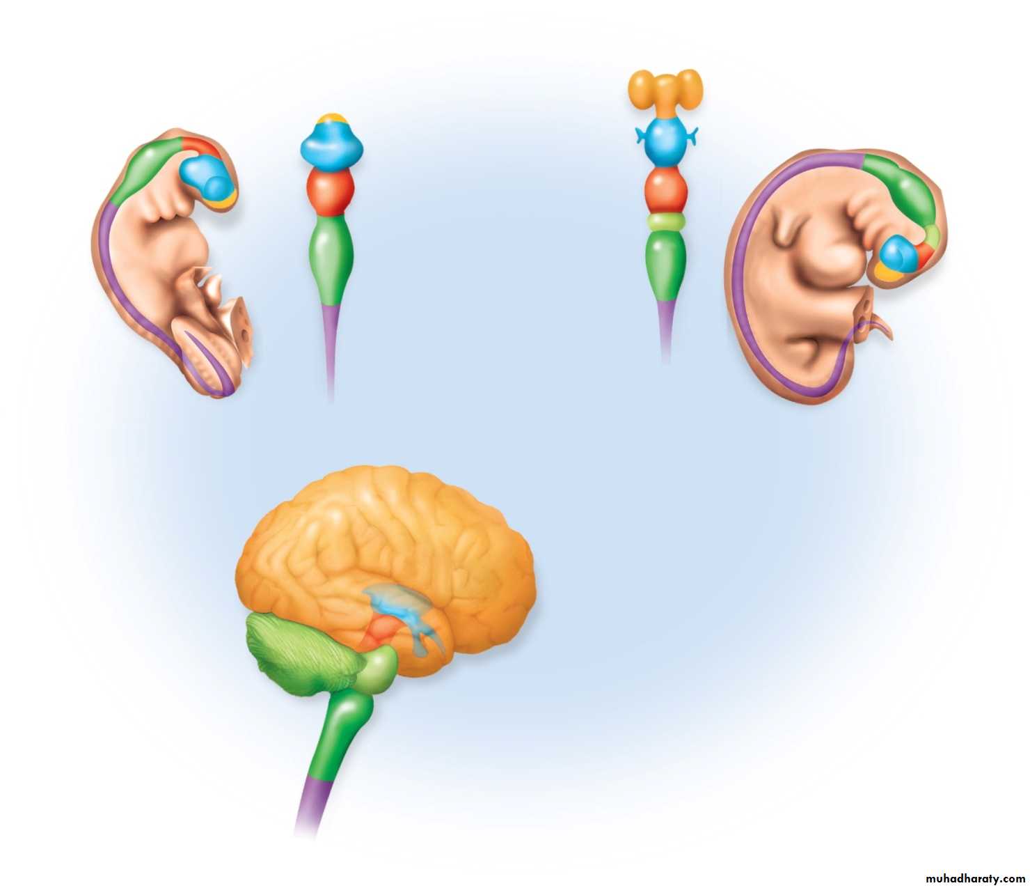 Introduction to Neuroanatomy