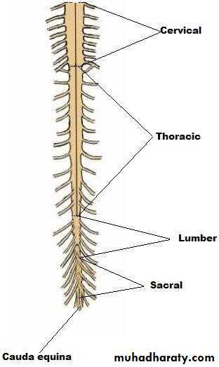Introduction to Neuroanatomy