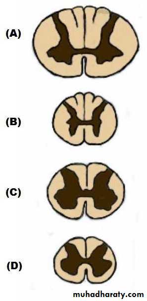 Introduction to Neuroanatomy