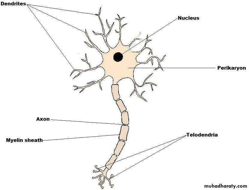 Introduction to Neuroanatomy