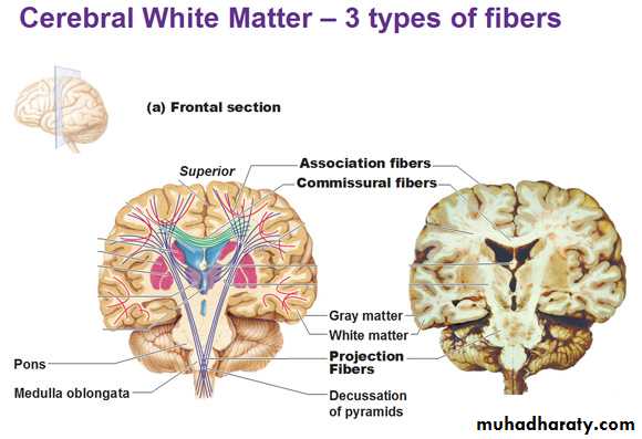Introduction to Neuroanatomy