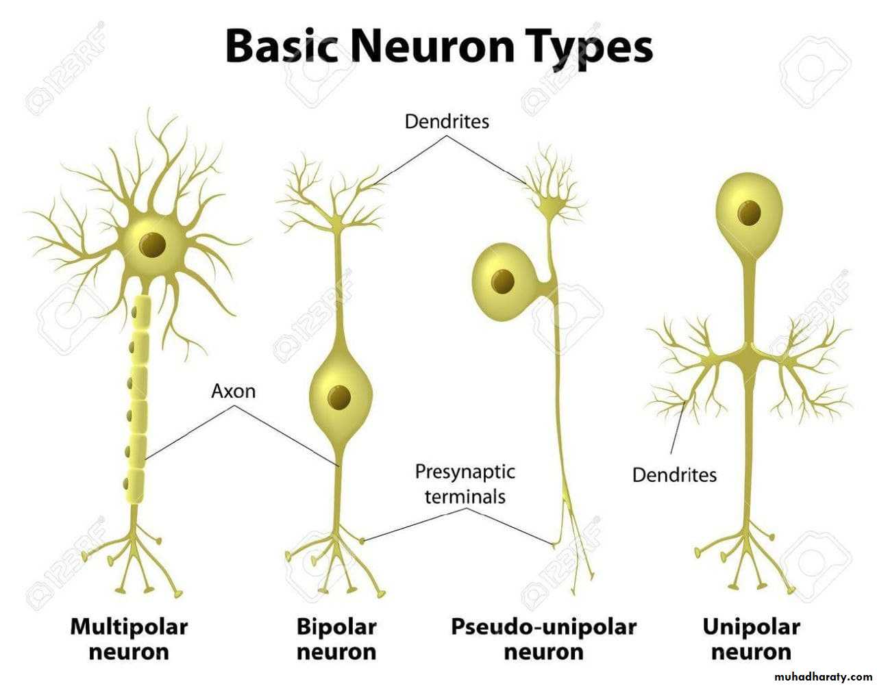 Introduction to Neuroanatomy