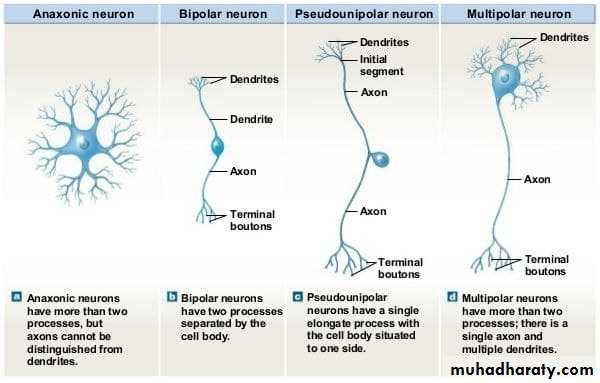 Introduction to Neuroanatomy