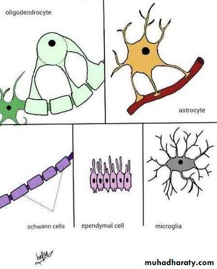 Introduction to Neuroanatomy