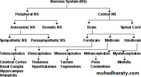 Introduction to Neuroanatomy