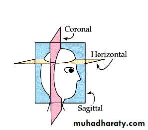 Introduction to Neuroanatomy