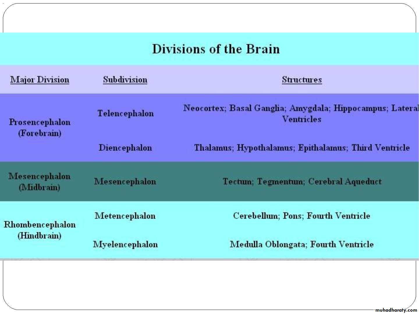 Introduction to Neuroanatomy