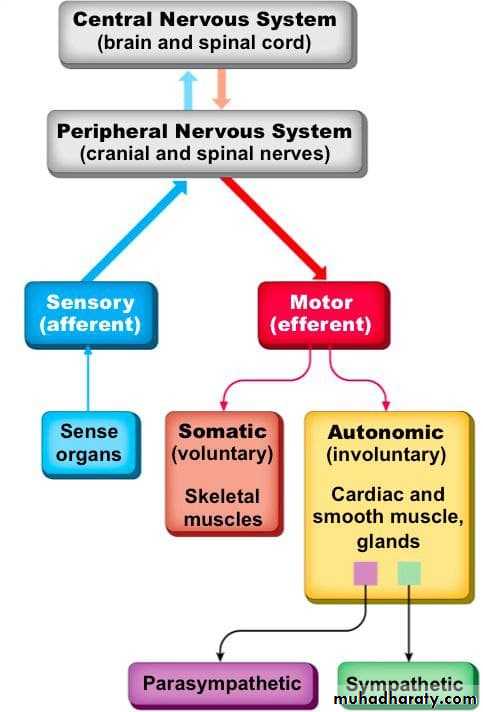 Introduction to Neuroanatomy