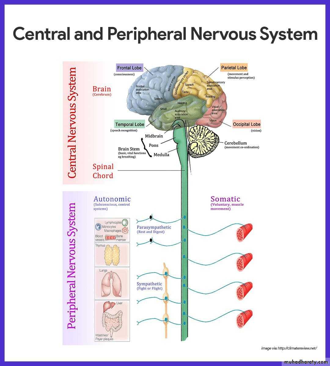 Introduction to Neuroanatomy