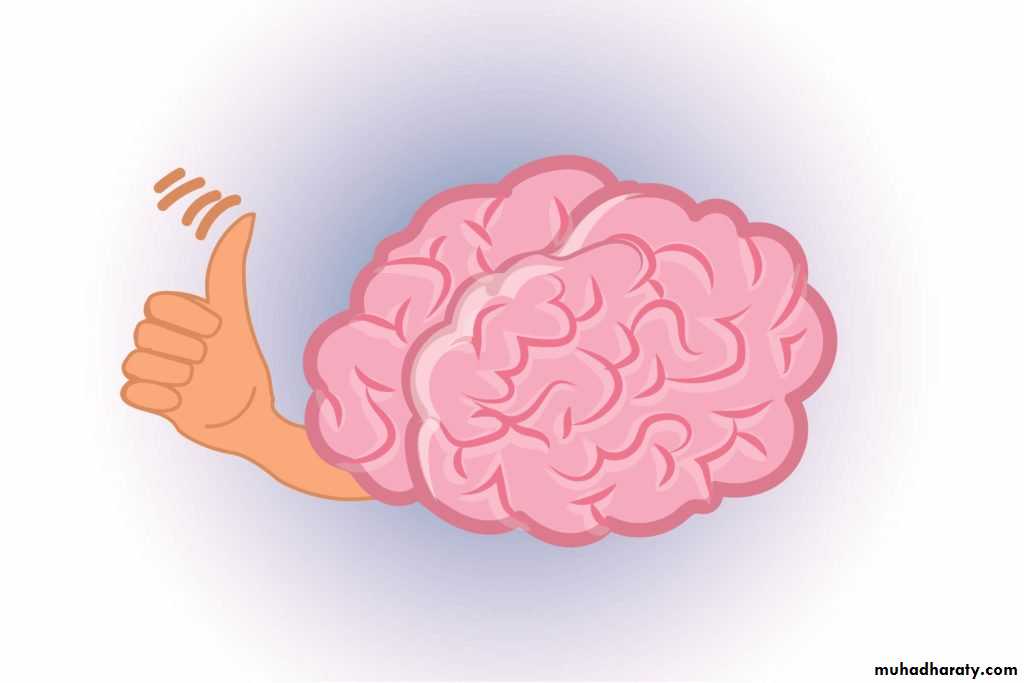 Introduction to Neuroanatomy