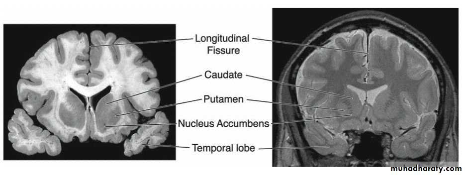 Introduction to Neuroanatomy