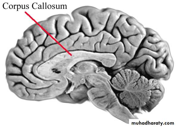 Introduction to Neuroanatomy