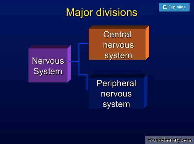 Introduction to Neuroanatomy