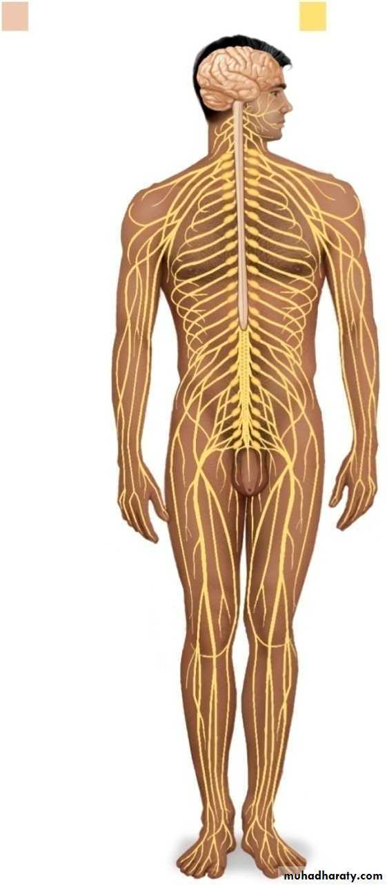 Introduction to Neuroanatomy