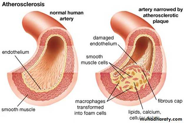 Cardiovascular system