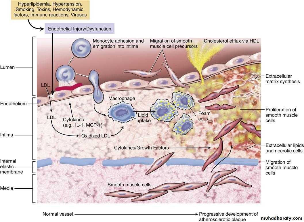 Cardiovascular system