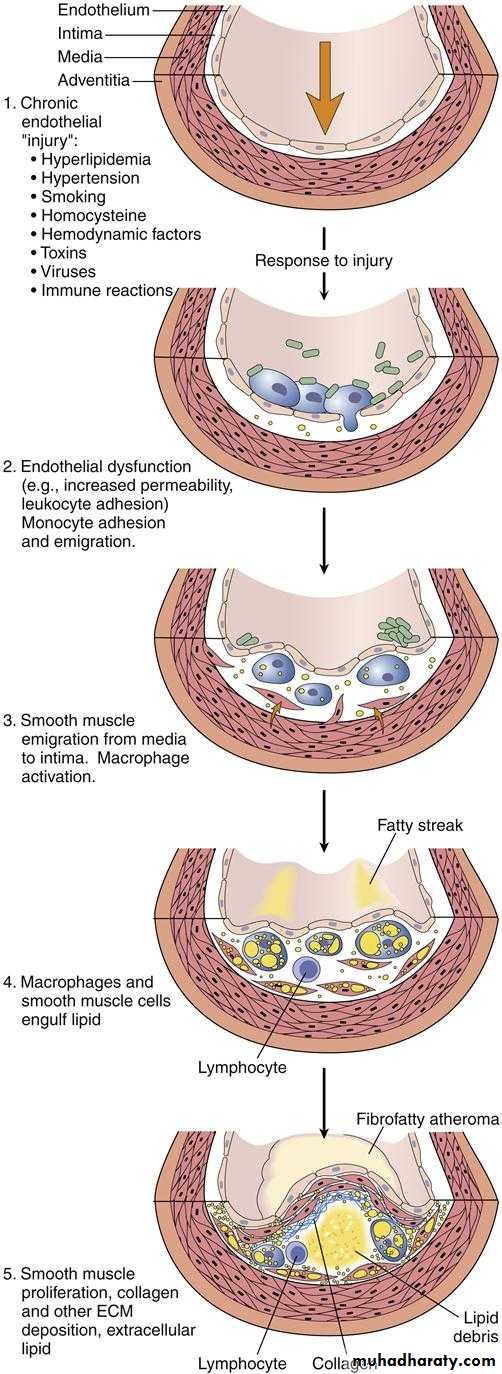 Cardiovascular system