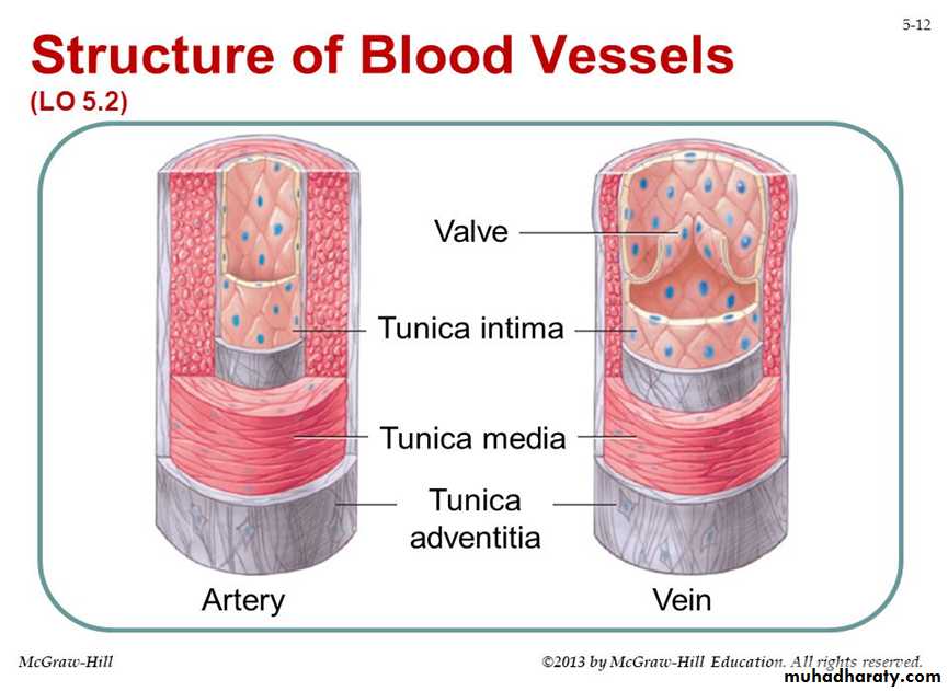 Cardiovascular system
