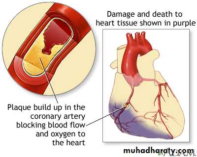 Cardiovascular system