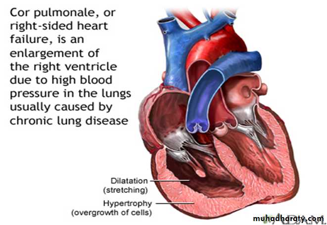 Cardiovascular system