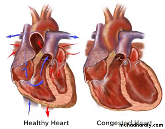 Cardiovascular system
