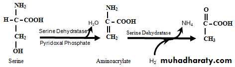 The Oxidative Deamination of Amino Acids
