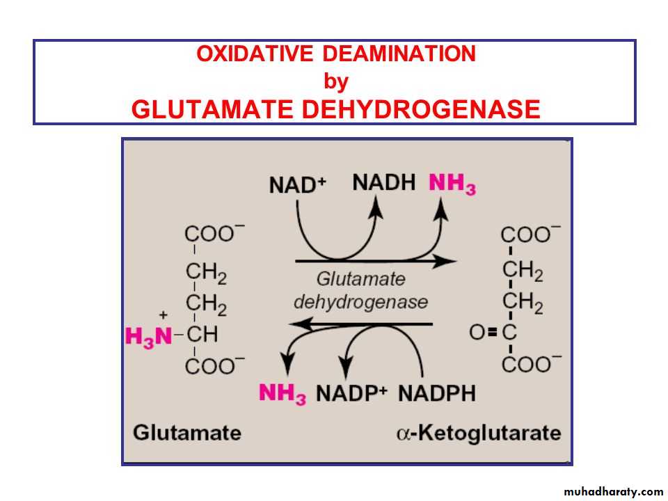 The Oxidative Deamination of Amino Acids