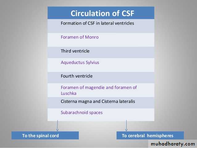 CSF Circulation