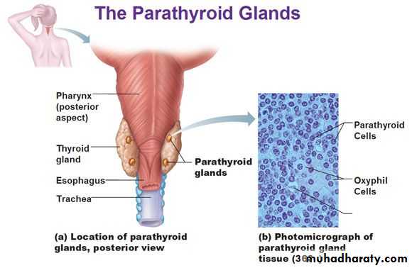 Histology of Thyroid