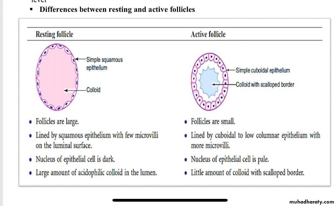 Histology of Thyroid