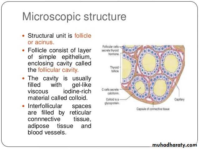 Histology of Thyroid