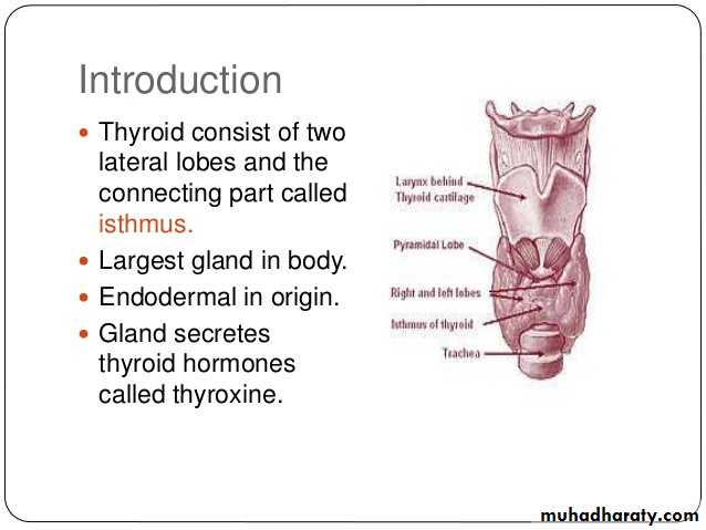 Histology of Thyroid