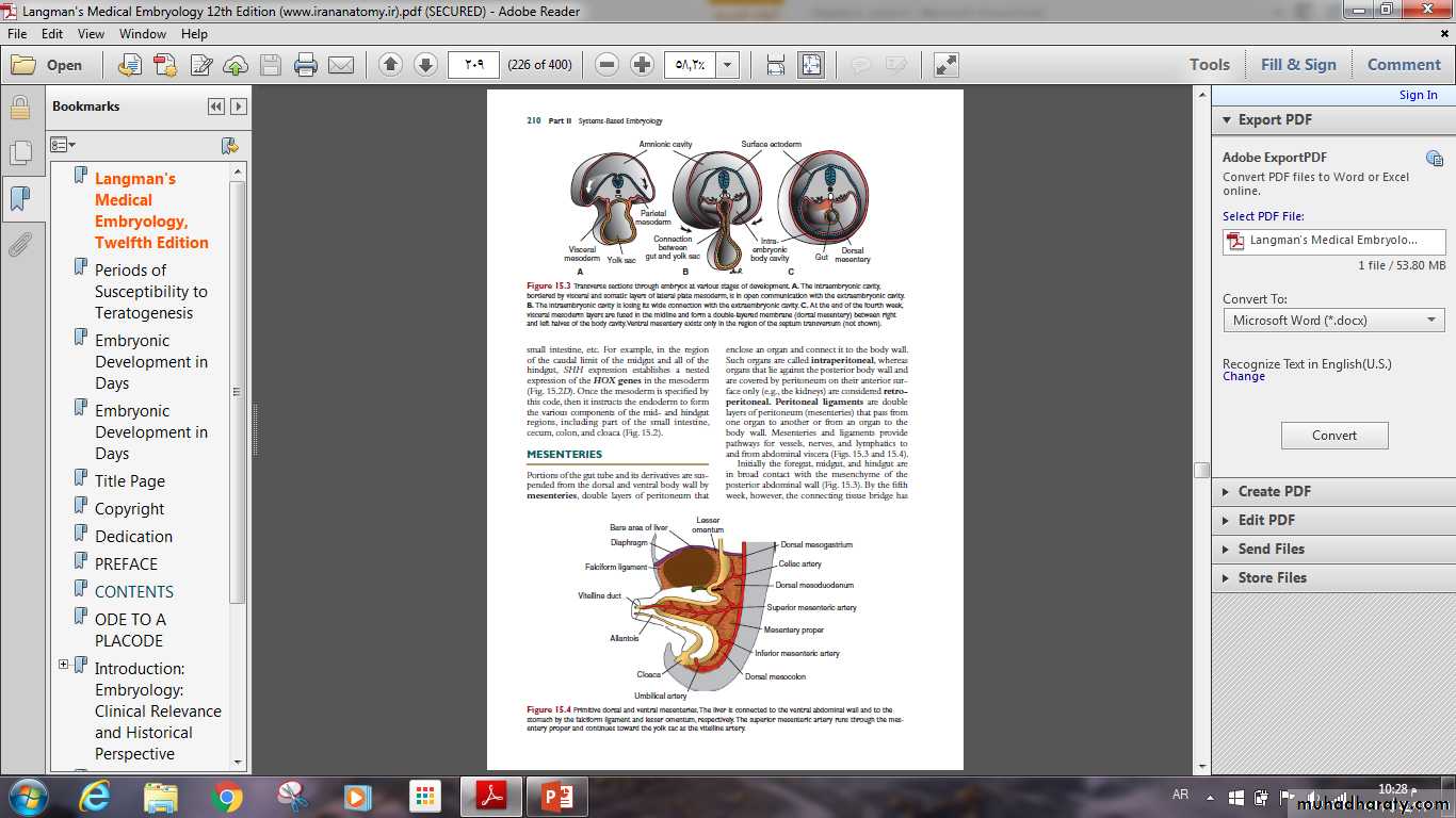 Digestive System