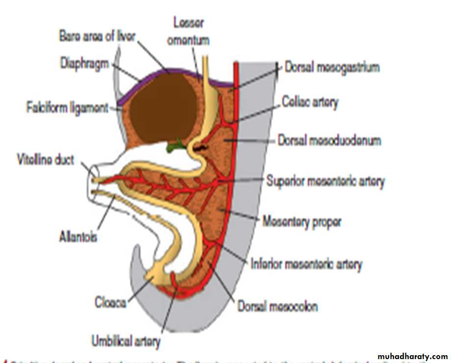 Digestive System