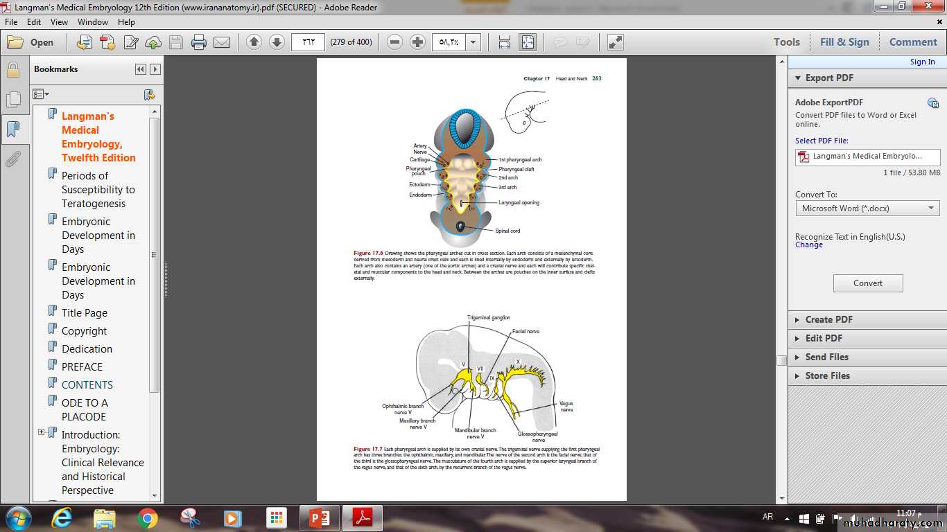 Digestive System