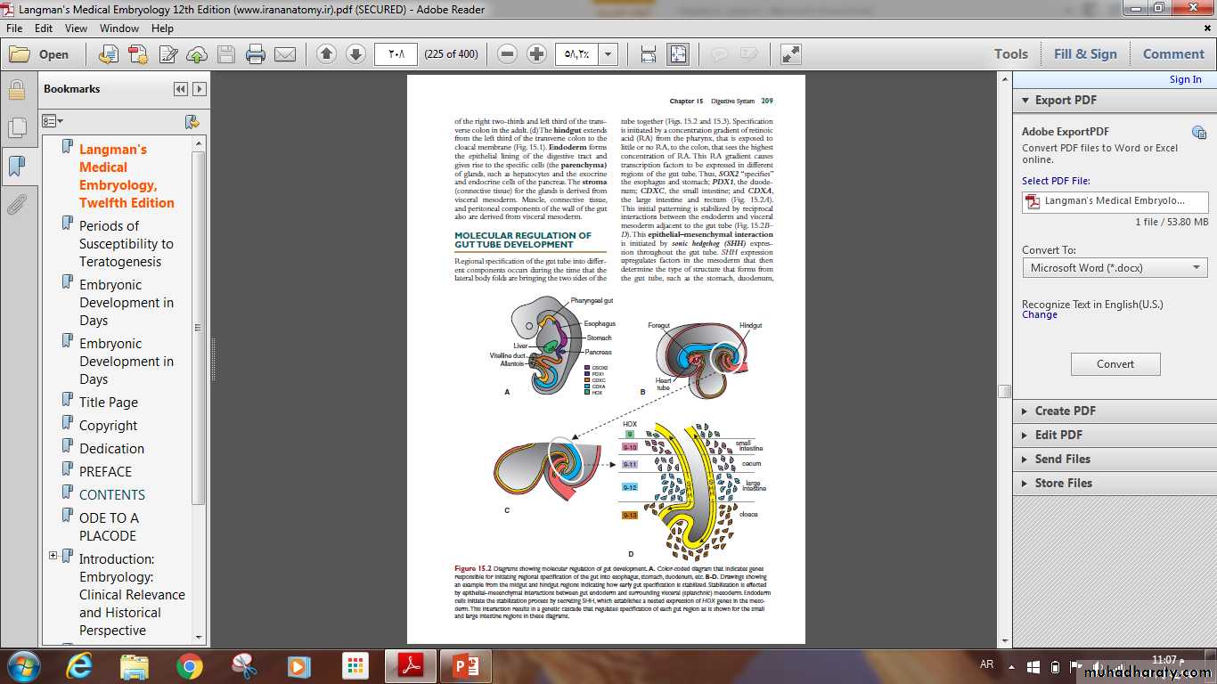 Digestive System