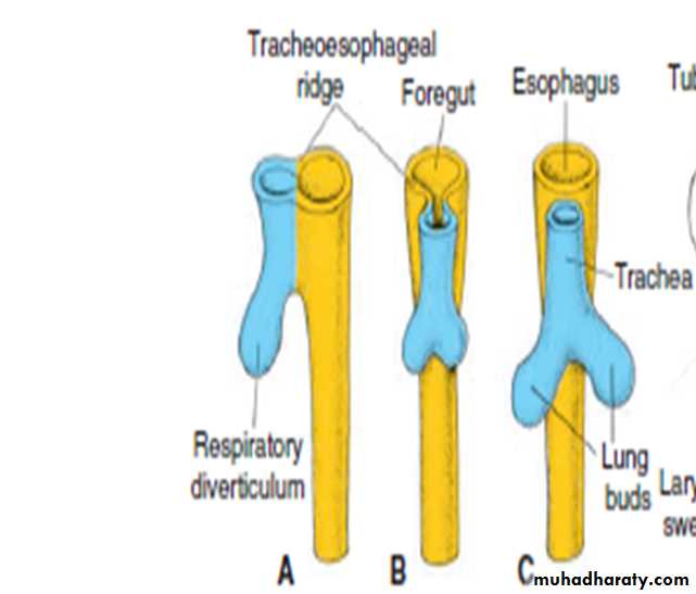 Digestive System